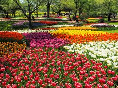 チューリップが咲き誇る♪昭和記念公園