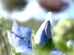 ネモフィラ＊さくら＊芝桜　たとえ遠くへ行かなくても…