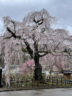 桜にうっとり　角館