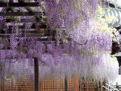 藤の花　ただ見守るだけの 花成長記