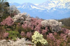 ◆百花繚乱～福島の桃源郷・花見山～花の谷コース
