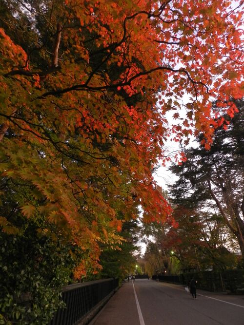 紅葉の夕景の角館を散策◇JALどこかにマイルで行く角館・男鹿・秋田《その２》』角館(秋田県)の旅行記・ブログ by JOECOOLさん【フォートラベル】