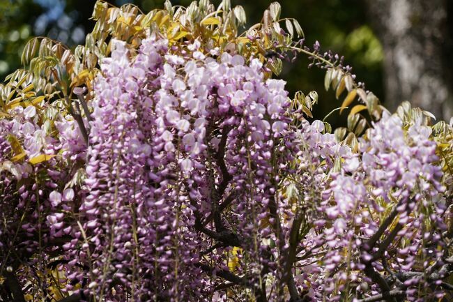 国鉄花園駅へ。桜は見逃しましたが、藤が見頃らしいので、退蔵院のお庭に行ってみるかなと。