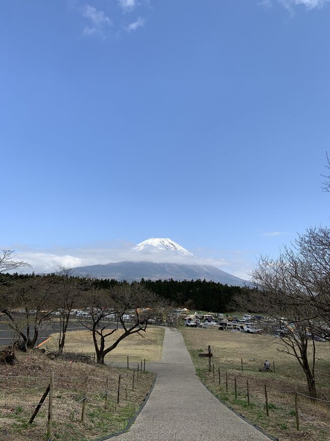 昨年12月に申し込んだものの、緊急事態宣言がでたので<br />ツアーは中止となり、4月に再開したので<br /> 新宿駅からバスツアーで1日かけて浅間5社を巡ってきました。 <br /><br />車がないと周れない神社もあり、バスツアーを利用しましたが<br />今回の旅行記は、神社しか出てきませんから、富士吉田の富士山信仰にご興味がある方かでどうぞ。<br /><br /><br />富士吉田の神社は「木花之佐久夜毘売命コノハナサクヤヒメノミコト」が祀られ、家庭円満・安産・子宝・火難除けなどの神徳があるそうです。<br />御神木は桜。<br /><br />東口本宮冨士浅間神社  <br />北口本宮冨士浅間神社 <br />富士御室浅間神社 <br />山宮浅間神社 <br />富士山本宮浅間大社 <br /><br />ランチ 道の駅朝霧 