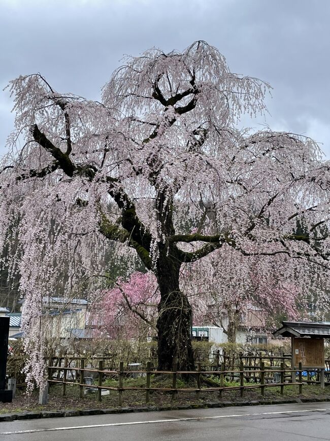 例年より早い開花。あいにくの天気でしたが、雨に濡れた桜も夜桜も晴れ間の桜もとてもきれいでした。
