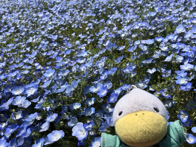 ここ数年、この季節にひたち海浜公園のネモフィラとあしかがフラワーパークの藤の花を見に行くのですが、ついつい今年もネモフィラを見に行きました。<br />ひたち海浜公園のみはらしの丘でネモフィラが見られるのですが、今回みはらしの丘は一方通行。登るのに3つの道が選べます。中央の稜線伝いの道をほとんどの人が選ぶのでこちらはものすごい密になっていました。左手、菜の花畑の前を通ってから登る道はそれに比べてびっくりするくらい空いていてゆっくり写真が撮れました。写真のたびにしゃがむので翌日、スクワットのやり過ぎみたいに筋肉痛が酷かったです。空いているのを知っているのか　ある時間を過ぎると花嫁衣装を着たカップルの撮影をするグループが何組も出てきていました。上まで行ったら人混みを避けて海側の道に逃げました。