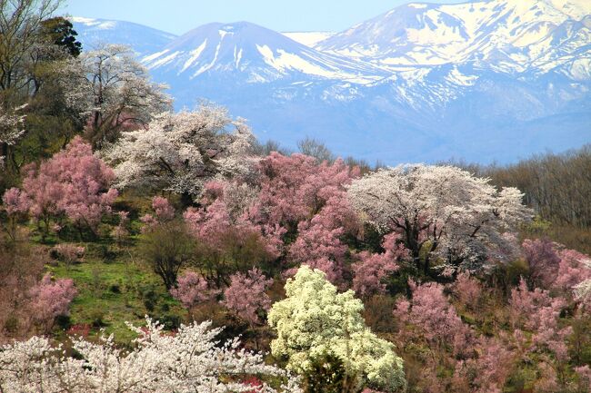 ☆昨年は新型コロナの感染拡大防止のため観覧中止となった花見山ですが<br />今年は様々な感染対策をした上で公開されることになったので<br />2年ぶりに花見山に行ってきました。<br />花見山とはこの地域で最初に花木栽培の山を無料で一般公開し<br />『花見山公園』と名付けた阿部さんの山と、その後その趣旨に共感し<br />公開した他の農家の花木山や畑を含めて花見山と呼んでいます。<br /><br />Part１，Part２では一般観光客の殆どが訪れる花見山公園コースを<br />紹介しましたが今回は一般観光客はあまり訪れない<br />花の谷コースと桃源境展望台コースの一部をご覧いただきます。<br />このコースは花見山と残雪の吾妻連峰のコラボが美しいい雄大なコースです。<br />花見山を再訪する方や時間と体力のある方はぜひ歩いてみて下さい。<br />花見山公園コースとはまた違った桃源郷を堪能できます。<br /><br />