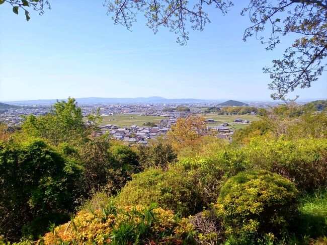 コロナ第4波によりまん延防止等重点措置も発出されたご時世ですが、明日死んでも悔いの無いよう、毎年行っている吉野の桜を見に行きました。当然密を避け感染対策しながらの一人旅です。<br /><br />今年は全国的に桜の開花が早く、4/9には中千本以下はほとんど葉桜になっていましたが、お天気も良く、吉野の桜も翌日の飛鳥の自然もすばらしく、まさに命の洗濯ができました。<br /><br />昨年SFC修行し、晴れてプラチナステータスとなりSFCカードを取得しましたが、つい最近ANAさんがボーナスPP付与(ダイヤ様4万、プラチナ15000)と6月までPP2倍キャンペーンという大戦略を打ち出したため、完全に術中にはまったと思いながら、今年もプラチナステータスを維持すべく修行を継続することになりました。。<br />ただし私は真正節約家なので、ただ飛行機に乗るだけではなく、行きたいところややりたいことをする旅で修行をしたいと思い、関西ではPP稼げませんが、今年の桜は一度切りと思い、吉野・飛鳥の旅から修行開始です。^^<br /><br />2021年4月9日(金)<br />5:15 最寄り駅発高速バス<br />7:00 羽田発ANA13便<br />8:05 伊丹着<br />8:20 伊丹発高速バス<br />8:50 あべの橋着<br />9:10 近鉄大阪阿部野橋発 特急吉野行<br />10:26 吉野着<br />10:40 吉野発奈良交通臨時バス<br />10:50頃 中千本公園着<br />10:55 竹林院発奥千本行バス<br />11:05頃 奥千本着<br />奥千本~上千本~中千本 散策<br />14時頃 昼食 西澤屋で葛うどん<br />15時頃 吉水神社<br />16時頃 徒歩で下山<br />16:37 吉野発<br />17:44 大和八木着 カンデオホテル泊<br /><br />●4月10日(土)<br />7:00起床<br />7:30 朝食バイキング<br />9:35 チェックアウト<br />9:40 大和八木発 橿原神宮前駅でロッカーに荷物を預ける<br />10:02 飛鳥着<br />10:30頃 高松塚古墳、飛鳥歴史公園館<br />赤かめバス11:42発 11:56石舞台着 祝戸地区散策<br />12:57石舞台発 13:02万葉文化会館着 万葉文化会館見学<br />14:02万葉文化会館発 14:13甘樫丘着 甘樫丘散策<br />15:09甘樫丘発 15:18橿原神宮前駅着 <br />15:30 橿原神宮前発<br />16:12 阿部野橋着<br />16:30 阿部野橋発高速バス<br />17:00 伊丹空港着<br />18:00 伊丹発ANA36便<br />19:00 羽田着(15分早着)<br />19:15 羽田発高速バス 20:30頃帰宅