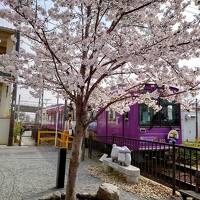 往復フェリー利用で京都・琵琶湖の桜を愛でる一人旅　京都嵐山編