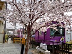 往復フェリー利用で京都・琵琶湖の桜を愛でる一人旅　京都嵐山編