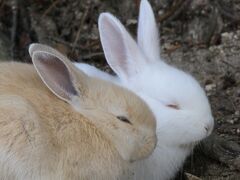 ２０２１　ウサギはどこへ消えた？！～広島・大久野島～