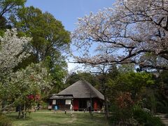 馬場花木園散歩　３月の花（４３種）　２０２１年