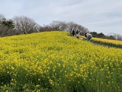 国営ひたち海浜公園で水仙を楽しむ