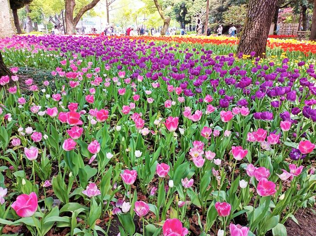 4月12日(月)<br />横浜市は3/27～6/13まで、街を美しい花と緑でネックレスのようにつなぐ『ガーデンネックレス横浜』というイベントを開催中。<br />コロナ禍で開催していないものと思っていましたが、友人からテレビの天気予報で『里山ガーデンフェスタ』が映し出されていて調べてみたよと、lineでお誘いあり。<br />交通が便利で、長い距離を散歩するには、みなとエリアが良いねと、即返信。<br />まずは、関内駅南口で待ち合わせ。<br />横浜公園のチューリップ、中華街でランチ、山下公園、日本大通りのお花を見ながら、横浜市の新庁舎まで歩いてみるのはどうかな。<br />ちょこっと野毛で昼呑みもって、盛りだくさんの計画。<br /><br />歩いた距離は、グーグルのタイムラインによると、約3.7km。<br />え～っ(゜o゜;<br />12,000歩以上歩いたのに、そんなわけないよ～<br />公園内をぐるっとしたり、中華街でもアチコチ狭い道に入ったり戻ったりしたので、この1.5倍は歩いたはず。<br /><br />