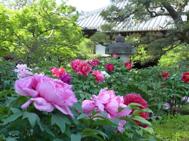 例年より早くも見頃になった牡丹、石光寺へ<br /><br />石光寺<br />https://sekkouji.or.jp/<br /><br />牡丹図鑑<br />https://sekkouji.or.jp/zukan/botan/<br /><br />関西花の寺・石光寺<br />http://hana25.jp/temple/380/