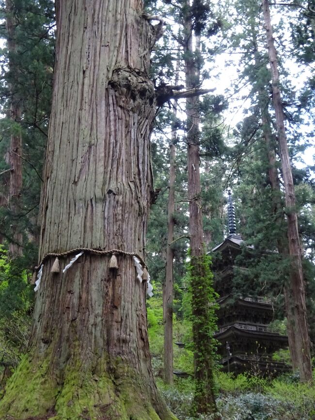 最上峡より羽黒山に向かい、随神門・五重塔・三神合祭殿まで登り、湯の澤温泉地蔵の湯に宿泊します。<br />(出羽三山と山伏の修行)<br />月山・羽黒山・湯殿山を総称して出羽三山といい593年、蜂子皇子によって、羽黒山と月山が開かれました。羽黒山(現世)・月山(過去)・湯殿山(未来)で参拝すると生まれ変わると言われています。月山は7~9月、湯殿山には登れません。随神門から三神合祭殿まで山伏の渡辺さん(山伏名は「ほうねん」)に案内して頂きましたが、山伏になる為の修行など色々なお話を伺いました。<br />②5月1日(土)<br />1)(車-月山を望み、休暇村庄内羽黒-黄金堂-宮田坊で山伏の渡辺さんと合流<br />2)(羽黒山)(15:30-17:44)ー随神門・五重塔・三神合祭殿まで2446段を登ります。(天拝石 天地金神社 随身門 杉並木 天神社 京田川 神橋 参道 下居社 須賀の滝 爺杉 五重塔 子守神社 大直日神社 女夫杉 一の坂(葉山祇神社) ニの坂 芭蕉塚(三日月塚) 愛宕神社・日枝神社 本坊跡 三の坂(2446mの石段) 南谷 山頂の大鳥居に着き 厳島神社 蜂子神社 出羽三山神社(三神合祭殿) 鏡池鐘楼 平和塔 千仏堂 霊祭殿 東照宮 蜂子皇子墓と参拝し、<br /> (車-47-宮田坊-46-宿に18:03着きます。)<br />3)(泊)湯の沢温泉地蔵の湯(山奥の一軒宿です。)<br />料理が山菜を中心に絶品で、あもてなしも猫ちゃんを始め一番印象に残る宿でした。翌朝、宿周辺を散策しました。<br /><br />{旅程}<br />①4/30(金)大宮駅 郡山駅 吾妻小富士 桑折(万正寺の大カヤ) 白石(材木岩) (泊)秋保温泉<br />★②5/1(土)秋保大滝 蔵王山(御釜) 東根(大ケヤキ) 羽黒山(五重塔) (泊)湯ノ沢温泉<br />③5/2(日)鮭川(小杉の大杉) 鳥海山 象潟(あがりこ大王) (泊)入畑温泉<br />④5/3(月)花巻(円万寺) 遠野(続石) 浄土ケ浜(開戦記念碑) 安家洞 龍泉洞(泊)<br />⑤5/4(火)盛岡(三ツ石神社 石割桜) 岩手山焼走溶岩 尾去沢鉱山跡 (泊)森吉山荘<br />⑥5/5(水)森吉山(ハイキング) クマクマ牧場 マタギ資料館 (泊)森吉山荘<br />⑦5/6(木)大太鼓の館 きみまち杉 銀杏山神社(イチョウ) 五能線乗車 北金ケ沢大イチョウ(泊)嶽温泉<br />⑧5/7(金)岩木山山頂 白神湖(水陸両用車) 新青森駅(レンタカー借) (泊)浅虫温泉 <br />⑨5/8(土)横浜菜の花 恐山 奥薬研温泉 下風呂温泉 大間崎 (泊)大間<br />⑩5/9(日)仏ケ浦 脇野沢(フェリー)蟹田 竜飛岬 十三湖 金木(斜陽館) 新青森駅 大宮駅