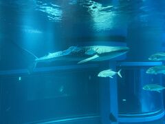 海遊館 クチコミ アクセス 営業時間 大阪ベイエリア フォートラベル 海遊館 クチコミ アクセス 営業時間 大阪ベイエリア フォートラベル
