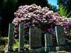 神角寺のシャクナゲ　2021