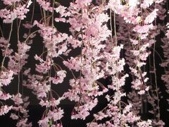 喜多方②　青空とライトアップに彩られて 満開の「日中線記念自転車歩行者道」のしだれ桜