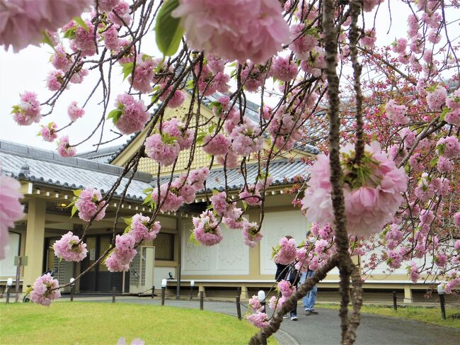 あまりにも有名な「醍醐の花見」と言う言葉に惹かれ続けて、コロナ渦の中だけれど桜の季節に京都に来ました。が、今年の桜は記録的に早くて、やや遅めに咲くと思っていた醍醐の桜はほぼ散ってしまっていました。<br /><br />表紙写真は、霊宝館の前の八重桜、白山大手毬
