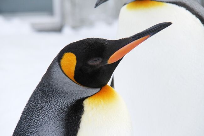 J56. 日帰り旭山動物園でペンギン散歩 