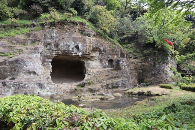 久しぶりの鎌倉散策。桜の季節も終わり、新緑がきれいな鎌倉。<br />人も少なくなり、散策にはいい頃です。<br />鎌倉はほとんど訪問していますが、今回はまだ行っていない瑞泉寺と覚園寺を巡ります。<br />まず、鎌倉駅から歩いて瑞泉寺へ。国指定名勝の庭園をじっくりと鑑賞しました。<br />その後は、早めのランチ。もみじやで筍ご飯をいただきました。<br />昼食後は、広大な永福寺跡を見て回りました。<br /><br />☆後半はこちら<br />新緑の鎌倉②鎌倉宮・覚園寺・荏柄天神社☆ベルグフェルド 鎌倉本店☆2021/04/15<br />https://4travel.jp/travelogue/11688662