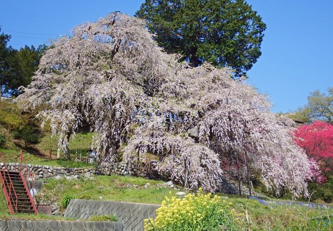 久し振りの南信州の一本桜見のドライブ。<br />新東名引佐JCTより三信南遠道経由一路飯田市に向かう。<br />温暖化だろうか途中の桜咲くは早め。心配しながら運転です。<br />いつもは4月中旬見頃がドライブ日の04/03でも2週間早く咲いたとの事。<br />安全運転で桜満喫しました。