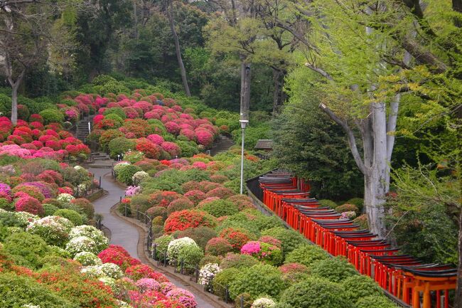 【思い出の旅】第22弾は、躑躅が咲き始めた根津神社を訪ねる旅。<br />（2021.04.27投稿）<br />爽やかな４月の週末、ふらりと根津界隈を散策した。<br />ちょうど躑躅の咲く季節なので、根津神社に立ち寄ってみる。<br />これまで千代田線の根津駅か千駄木駅、もしくは上野駅から歩いていたのだが、たまには変えてみようと思い、今回は南北線の東大前駅から歩き始めることにした。<br />根津神社へは、東京大学地震研究所の脇を辿り、森鴎外が小説『青年』の中で『Ｓの字をぞんざいに書いたように屈曲している』と書いて『Ｓ坂』とも呼ばれるようになった『新坂』を下って行く。<br />『新坂』は、江戸時代には存在しなかった坂で、本郷台と根津谷を結ぶ坂として明治に造られ、根津権現（根津神社の旧称）に因んで『権現坂』とも呼ばれている。<br />その『新坂』を下り切れば、根津神社の鳥居前に出る。