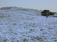 ひたち海浜公園　　～ネモフィラとチューリップ～