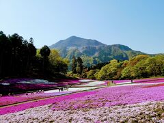 【2021年】羊山公園の芝桜はもう満開です。芝桜と琴平ハイキングで秩父を堪能する！　　