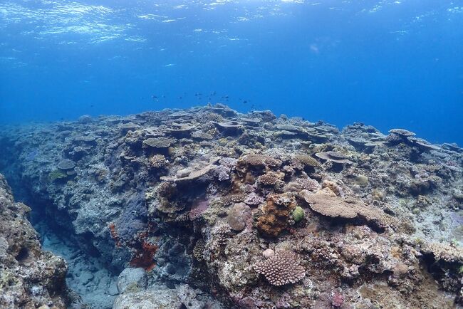 沖縄旅行 4泊5日（２） 慶良間諸島～シェラトンサンマリーナ