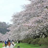 【みちのく三大桜】2泊3日（1日目）