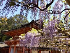 春日大社の砂ずりのふじをめざして