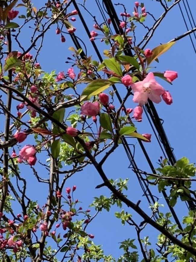 通勤途中に、桜を見ながら歩いていたが、ほとんど散ってしまったので、りんごの花が咲いている場所を経由して、歩きました。