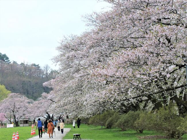 昨年のGoToトラベルで定期的な国内旅行が習慣になりました<br />旅行会社から案内が来て（コロナの第4波が予測できず、）春の奥入瀬はどないだ？などいいつつ申し込み<br />今回も阪急交通社のツアーです<br />参加者33名<br />2名の一人参加、夫婦や女子会（2人組、3人組）<br /><br />※写真は【みちのく三大桜】の北上展勝地、桜が満開<br /><br />出発日2021年04月19日(月)<br />（1日目）<br />4:30起床<br />最寄り駅より阪急南茨木からモノレールで空港へ<br />伊丹空港の指定場所に6:45集合を6:15ごろに受付<br />空港のいつものお店で朝定食、隣のうどんの店に行きたかったが7：30開店（ネットの情報と齟齬あり）で諦める<br /><br />手荷物を預けるとき自動機器でタグを出してくれと言われる<br />（言うだけの係員が2名いて、いっそ外国のように全部自動機でどうでしょう）<br /><br />伊丹空港発　07:25 → JAL2201 → 仙台空港着　08:40<br />空港で現地の添乗員のHKさんお出迎え、点呼<br />前回と違ってガイドなし<br />バスで移動<br />添乗員のHKさん自己紹介、姓名は全部小学2年生で習う漢字です<br /><br />世界遺産・平泉・中尊寺、御朱印をいただく<br />駐車場近くの食堂で、各自昼食、盛岡冷麺、ずんだ餅、ビール<br /><br />バスで移動<br />お一人参加の爺さん、手のひらサイズの奥さんの遺影をバスの窓のほうに向け、同行者1名ですね<br />【みちのく三大桜】の北上展勝地へ、満開の桜を堪能<br />近隣のサトウ・ハチロー記念館に入場（450円）<br />佐藤愛子先生との写真などを見る<br /><br />HPより<br />「新型コロナウイルス感染症対策のため、休館していましたが、令和3年4月1日から開館しています。<br />北上市さくらまつり期間終了後（令和3年5月6日から）1週間程度休館します。」<br /><br />湯瀬温泉（16：00着）<br />日本三大美人の湯として知られる湯の宿「和心の宿　姫の湯」<br />温泉につかって<br />18:00 夕食　会席形式<br />バス走行距離：約290ｋｍ<br /><br />（2日目）<br />朝風呂に行った家内が部屋に戻るときにもう食堂オープンしていると聞き10分繰り上げ<br />6:50 朝食　会席形式<br /><br />ホテル（8：00発）<br />バスで移動<br />・奥入瀬渓流<br />　石ヶ戸休憩所の売店ででおいしいコーヒー<br />「旅先でコーヒー飲むの好きです私」「酒やろ！」<br />八甲田・雪の回廊を通過<br />言わずと知れた　映画　八甲田山の舞台<br />高倉健、北大路欣也、加山雄三、三國連太郎といった大物俳優が出演<br />雪の回廊は、立山黒部アルペンルートの雪の大谷のミニチュア版でした<br />絶景、城ヶ倉大橋を通過<br />津軽伝承工芸館で昼食<br />青森県産牛すきやき、料理はすき焼きだけなので、ビールを飲んで出来るのを待つ<br /><br />【みちのく三大桜】弘前公園・弘前城<br />百名城のスタンプゲット！（３８城目）<br />事前に調べた情報により、津軽弁の缶バッチを探す、売り場はどこだ！（家内）<br />完璧なコロナ対策で、飲食コーナでゾーニング、かつアルコール販売なし<br />　<br />・岩木山神社にお参り<br />18：10頃着<br />雫石プリンスホテル<br />岩手山を望む高原リゾートと記載あるも、部屋はマウンテンビュー、廊下を挟んで対面の部屋は岩木山ばっちり<br /><br />夕食はバイキング形式<br />20：30までとのことで食堂に急ぐ<br />前回と手続きが変更、カードキーをPCに読み込ませ入場<br />ドリンクはテーブルで注文とのこと<br /><br />二杯目のハイボールが水の如く薄いので閉口<br /><br />料理は前回より料理の種類は70％くらいに減っていました、状況を鑑みてやむを得ないとは思います<br /><br />バス走行距離：330ｋｍ<br /><br />（3日目）<br />ホテル（8：50頃発）<br />【みちのく三大桜】・角館（武家屋敷にしだれ桜が映える）～桧木内川堤<br />ここも桜が満開<br />茶店でお茶をしばく<br />バスで移動<br />秋田ふるさと村にて　昼食：稲庭うどん付き<br />お客さん少なく、我々のみ。<br /><br />バスで仙台空港へ<br />途中、添乗員のHKさんから「言いたくない育英高校」が見えて<br />出身がライバル校の東北高校とのこで、「荒川静香」「ダルビッシュ」「羽生結弦」を輩出、誰も挨拶に来ませんが、と<br />あと、年齢は上ですが「佐々木主浩」、と<br />仙台支店勤務でトルコには50回とか<br />HKさんは話し方が柔らかく、人の話を聞くのが苦手な参加者を従わせる技術面もプロ！<br />しかし、シートベルトだけは絶対にしない人いました<br /><br />仙台空港でニッカウヰスキー（伊達）をお土産に買うつもりでしたが、なんと17：00で閉店で買えず<br />着いたのが16：45で、チケットの配布などが終わるのが17：00少し前<br /><br />無料の屋上展望デッキに行きましたが、いずれにせよ無理でした<br /><br />空港のレストランで夕食、牛タンステーキ、ハイボール（竹鶴）<br />バス走行距離：約300ｋｍ<br />仙台空港18:50 → JAL2214 → 伊丹空港20:15<br /> <br />空港では手荷物が即出てきて、8:30発の新大阪行きに乗車<br /><br />以上