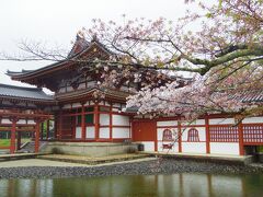 2021年4月　京都と奈良でお花見（５）宇治の桜