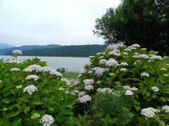 滋賀県北部を日帰りドライブ／余呉湖あじさい園～マキノのメタセコイア並木