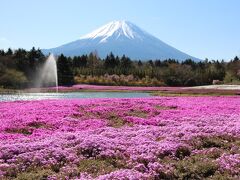 春の花々と富士山