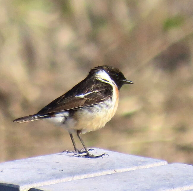 めざせ美肌 いでよ鳥さん 日帰り湯治 野鳥旅 3 特急日光で行く栃木 黒部温泉四季の湯 日光 栃木県 の旅行記 ブログ By トゥーバーズさん フォートラベル