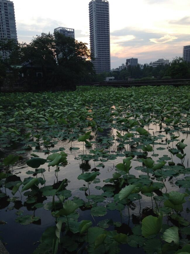 帰宅予定を急遽変更して<br />東京都美術館と国立西洋美術館で美術鑑賞。<br /><br />夕暮れ時の上野の森から<br />薄暮の空に誘われるように不忍池へ。<br /><br />浅草で息子と待ち合せは19:00。<br />昔ですが、母と歩いた不忍池へ。<br /><br />夕焼けって、タイムマシーンかも<br />忘れていた記憶が蘇ります…。<br /><br />表紙写真は<br />天龍橋からの不忍池です。<br />