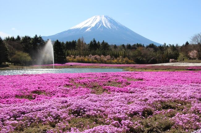 芝桜と富士山を見に、富士本栖湖リゾートの芝桜まつりへ出かけてきました。<br />朝８時半に芝桜まつり会場に到着し、芝桜と富士山を眺めた後は、山中湖近くの花の都公園で、春の花々と富士山を写真に収めて帰ってきました。<br />