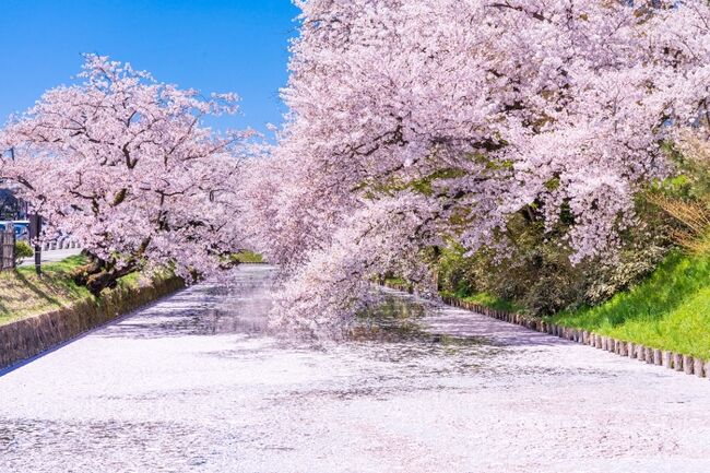 桜は満開もいいけれど、散り際の絶景「花筏」を求めて弘前に日帰り旅行をして来ました。<br /><br />いつかは見てみたいと思っていた弘前城の花筏。<br />コロナで会社も無くなり(=失業(泣))、時間だけは自由になった今年、ピンポイントで見頃の日を狙って行くことができました。<br /><br />花筏予想と天気予報を信じて、いざ弘前へ!<br />