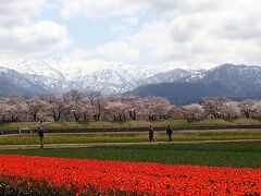 ［2］観桜の富山. 松川ならず、舟川『春の四重奏（カルテット）』■なか日