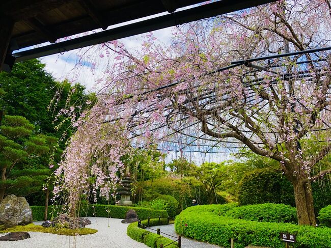 いよいよ2021京都の桜も見納め<br />今年の京の桜は<br />開花も早く<br />満開も早く<br />散り始めも早く<br />そして<br />桜吹雪となり舞い散り去っていきました<br /><br />来年こそ<br />来年の桜の季節こそは<br />桜の花を愛でながら<br />満開の桜の下で<br />宴が楽しめますように