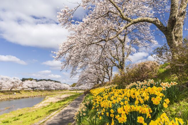 　陽気が春めいてくると桜の開花が気になるのは毎年のこと。昨年は緊急事態宣言で桜シーズンを棒に振っただけに、今年はより一層力が入る。狙いは一昨年初めて訪れた、福島県阿武隈高原を南北に貫く国道349号線沿線に点在する桜の名所巡りだ。前回の経験を基にインターネットで情報収集。効率良く一筆書きで回れるよう地図と睨めっこしプランを組み立てたが、果たしてどうなることやら。大いなる期待を胸に写友4人で福島へ向かった。<br />　今回の旅行記も写真が多くなるので、前編(1日目)と後編(2日目)に分けてお届けする。<br />　なお、1日目に回った桜の名所は次のとおり。<br />◇小野IC⇒⇒①夏井千本桜(小野町)⇒⇒②弁天桜(田村市)⇒⇒③永泉寺のサクラ(田村市)⇒⇒④是哉寺地蔵桜(田村市)⇒⇒⑤小沢の桜(田村市)⇒⇒⑥お伊勢様の鐙摺石ザクラ(田村市)⇒⇒⑦東円寺の桜(田村市)⇒⇒⑧強梨の桜並木(田村市)⇒⇒⑨松岳寺しだれ桜(田村市)⇒⇒⑩蛇盛塚のしだれ桜(田村市)⇒⇒⑪合戦場のしだれ桜(二本松市)⇒⇒⑫福田寺の糸桜(二本松市)⇒⇒⑬上石の不動ザクラ(郡山市)