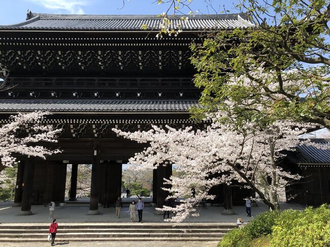 桜満開の京都、知恩院、円山公園、ねねの道を歩いてきました。