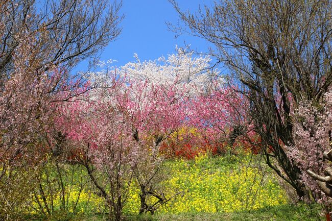 ◆百花繚乱～福島の桃源郷・花見山～桃源郷展望台コース