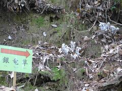 ギンリョウソウ（銀竜草）が開花  !  大神神社