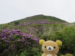 九重山でミヤマキリシマを見てくるクマ！雨の平治岳その１