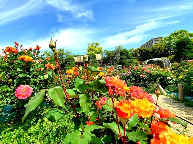 江戸川区南葛西のなぎさ公園につつじをウキウキ気分で<br />見に行ったところ、なんと、ほぼ終わり( ; ﾟДﾟ)ｱﾁｬ～<br /><br />でも、お天気も良いのでお散歩続行。<br />細長い公園を、てくてく歩いて橋を渡り、<br />富士公園～フラワーガーデンまで<br />足をのばすと、なんと薔薇の園( ☆∀☆)<br />うれしい誤算でした！<br />途中、動物会議と音楽隊を、見かけました…